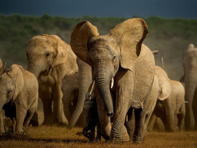  A new approach to obtaining DNA from elephant dung is faster, cheaper and more comprehensive than previous methods, researchers report. Pictured: African savanna elephants in Addo Elephant National Park in South Africa.