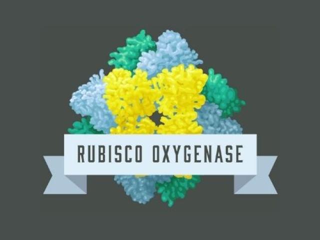 Rubisco Oxygenase